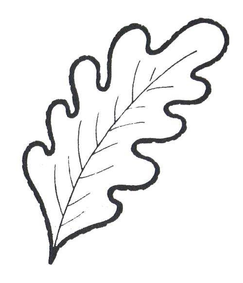 Название: Раскраска Листочек. Категория: листья. Теги: Листья, дерево.