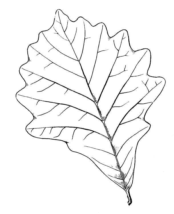 Название: Раскраска Листок дерева. Категория: листья. Теги: Листья, дерево.