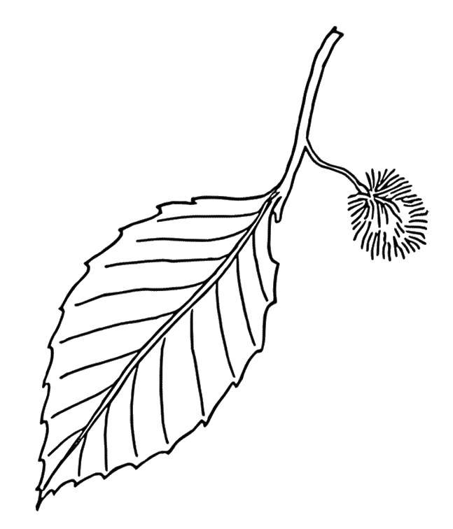 Название: Раскраска Листок на веточке. Категория: листья. Теги: Листья, дерево.