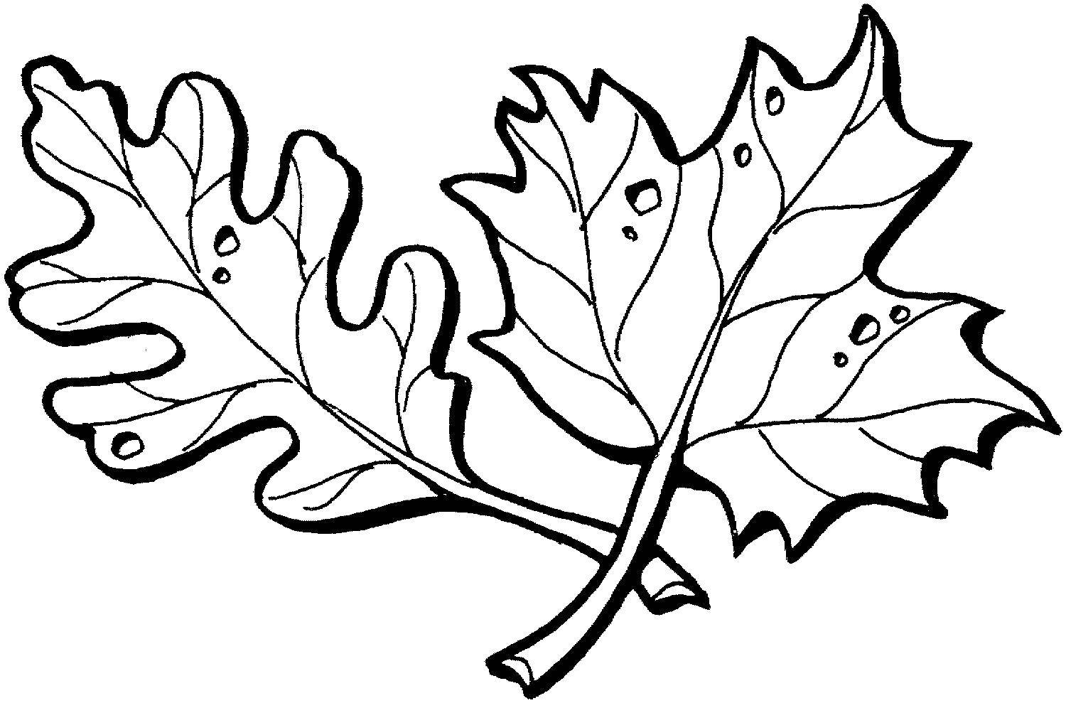 Раскраска лист дуба | Детские раскраски, распечатать, скачать