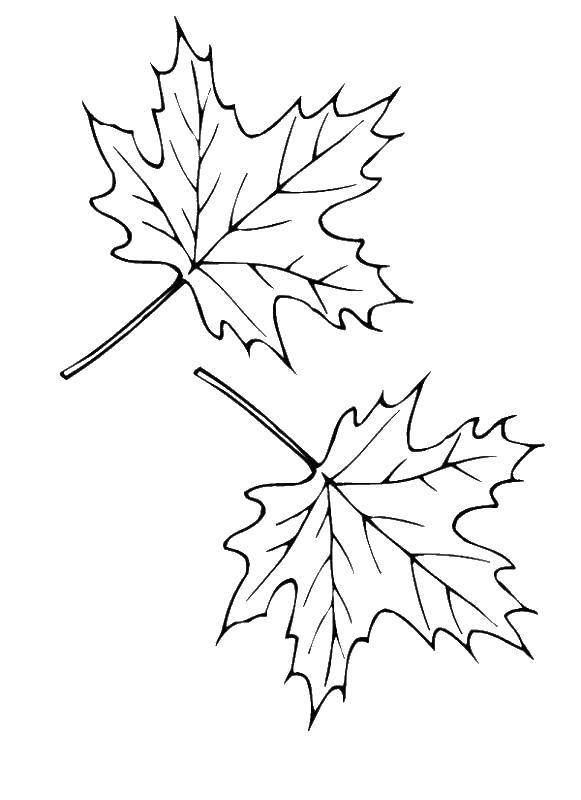 Coloring Maple leaves. Category The contours of the leaves. Tags:  leaves.