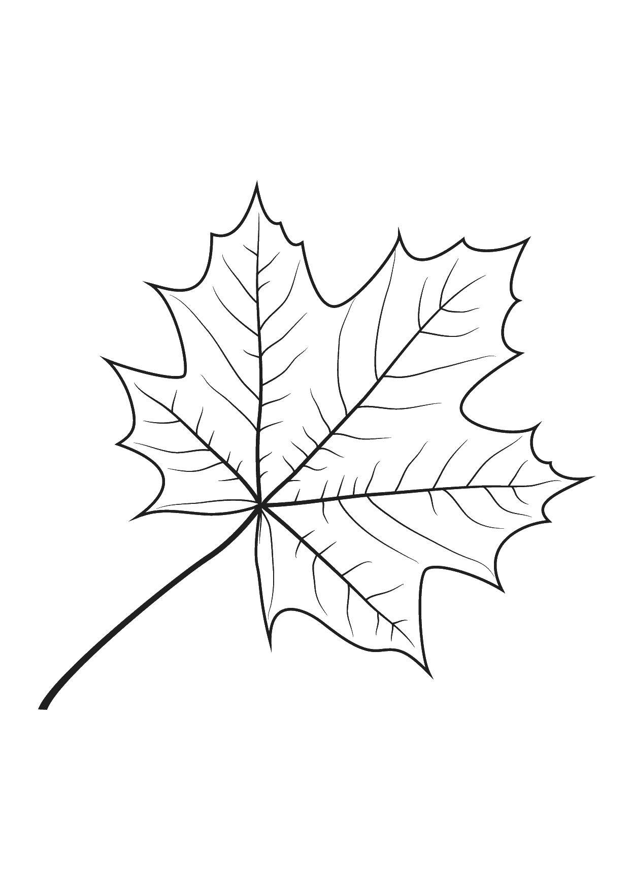 Название: Раскраска Листья клена. Категория: Контуры листьев. Теги: лист.