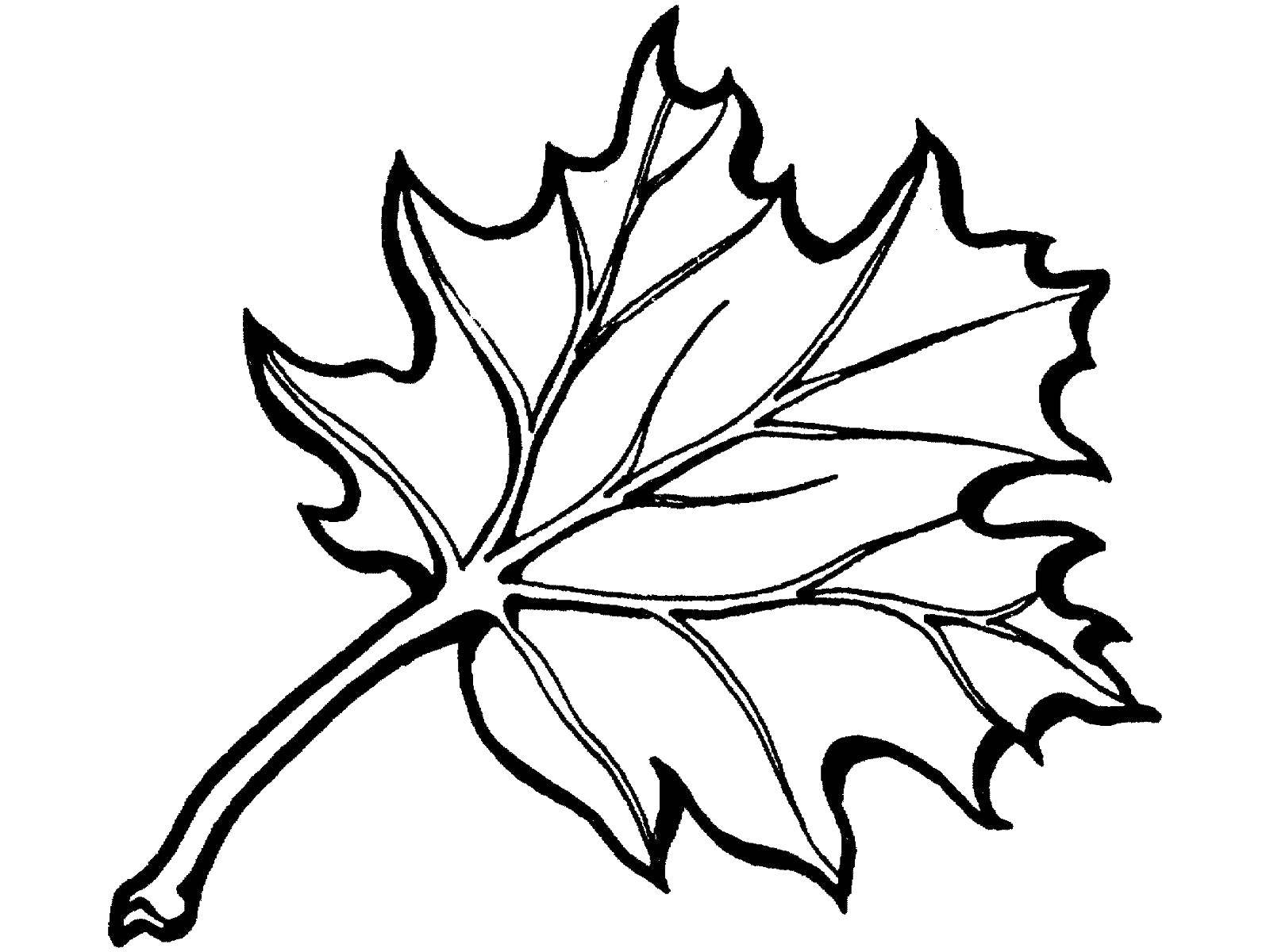 Название: Раскраска Листья клена. Категория: Контуры листьев. Теги: лист клена.