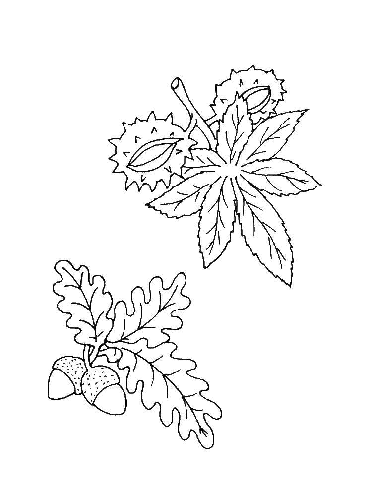 Название: Раскраска Листья ореха. Категория: Контуры листьев. Теги: листья.