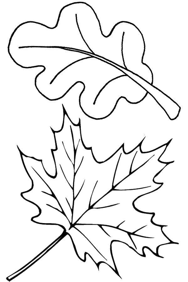 Название: Раскраска Листья. Категория: листья. Теги: Листья, дерево.