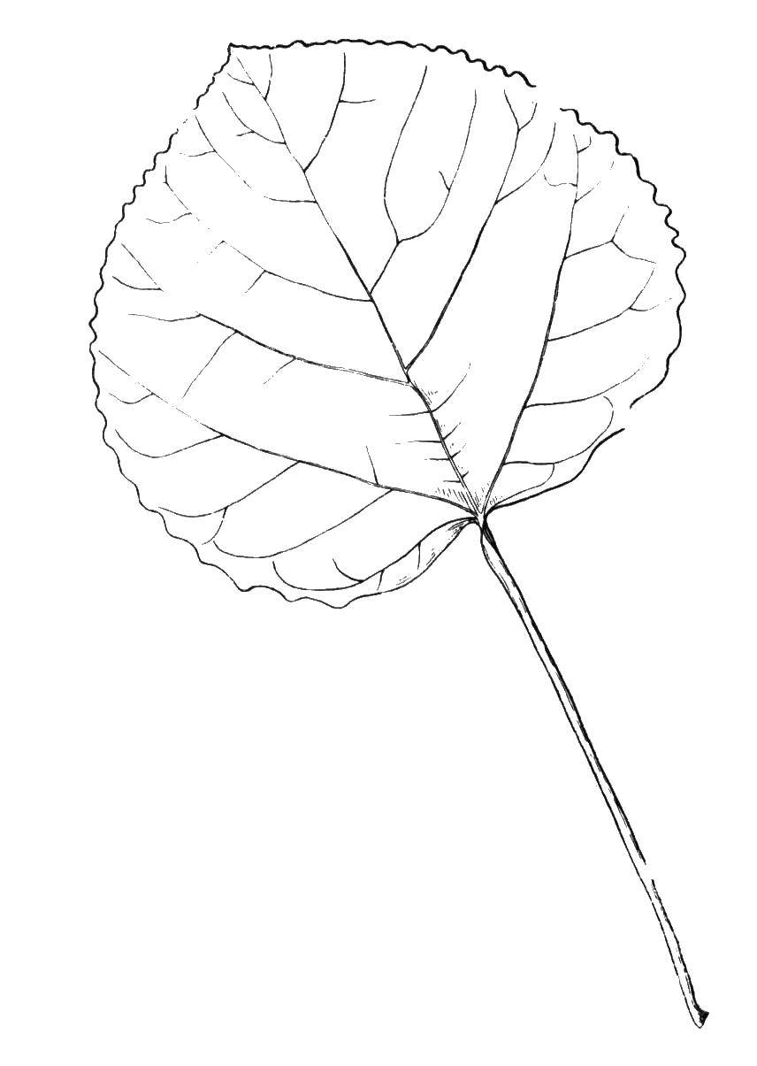 Лист осины раскраска