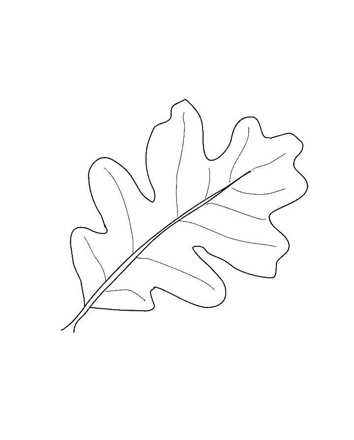 Название: Раскраска Причудливый листок. Категория: листья. Теги: Листья, дерево.