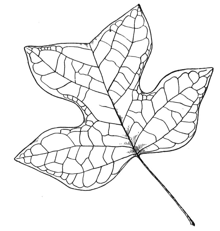 Название: Раскраска Прожилки листа. Категория: листья. Теги: Листья, дерево.