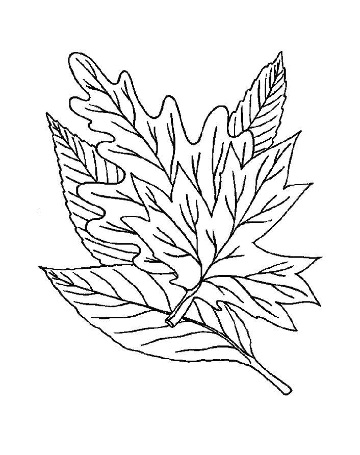 Coloring Fallen leaves. Category leaves. Tags:  Leaves, tree.