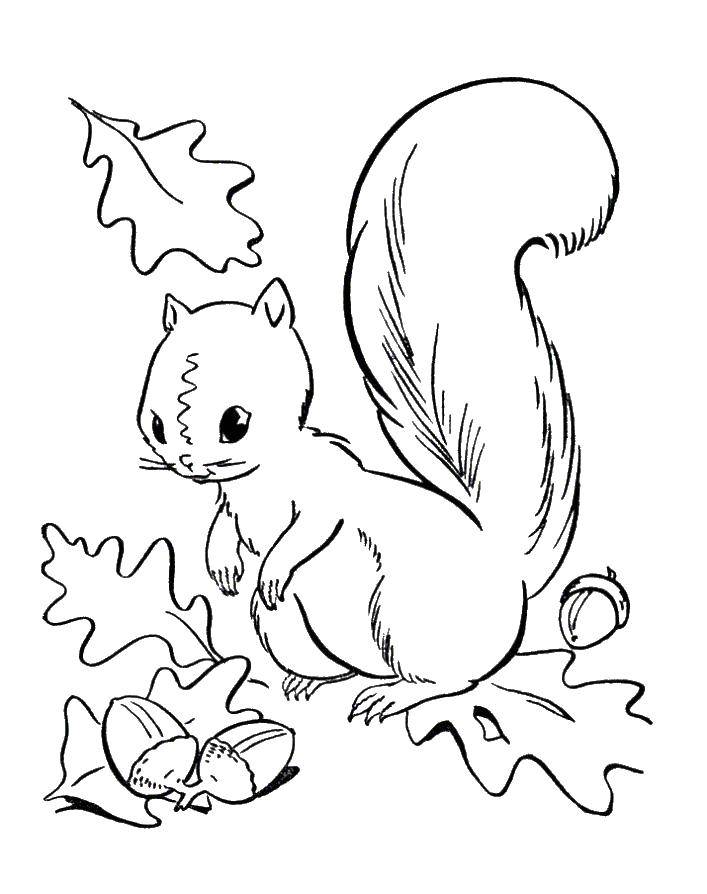 Coloring Squirrel and oak acorns. Category the forest. Tags:  Forest, oak, acorn, squirrel.
