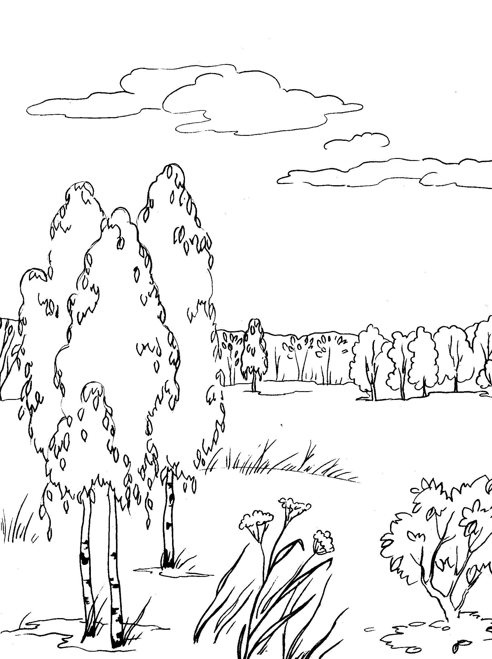 Coloring Birch grove. Category the forest. Tags:  Forest, birch.