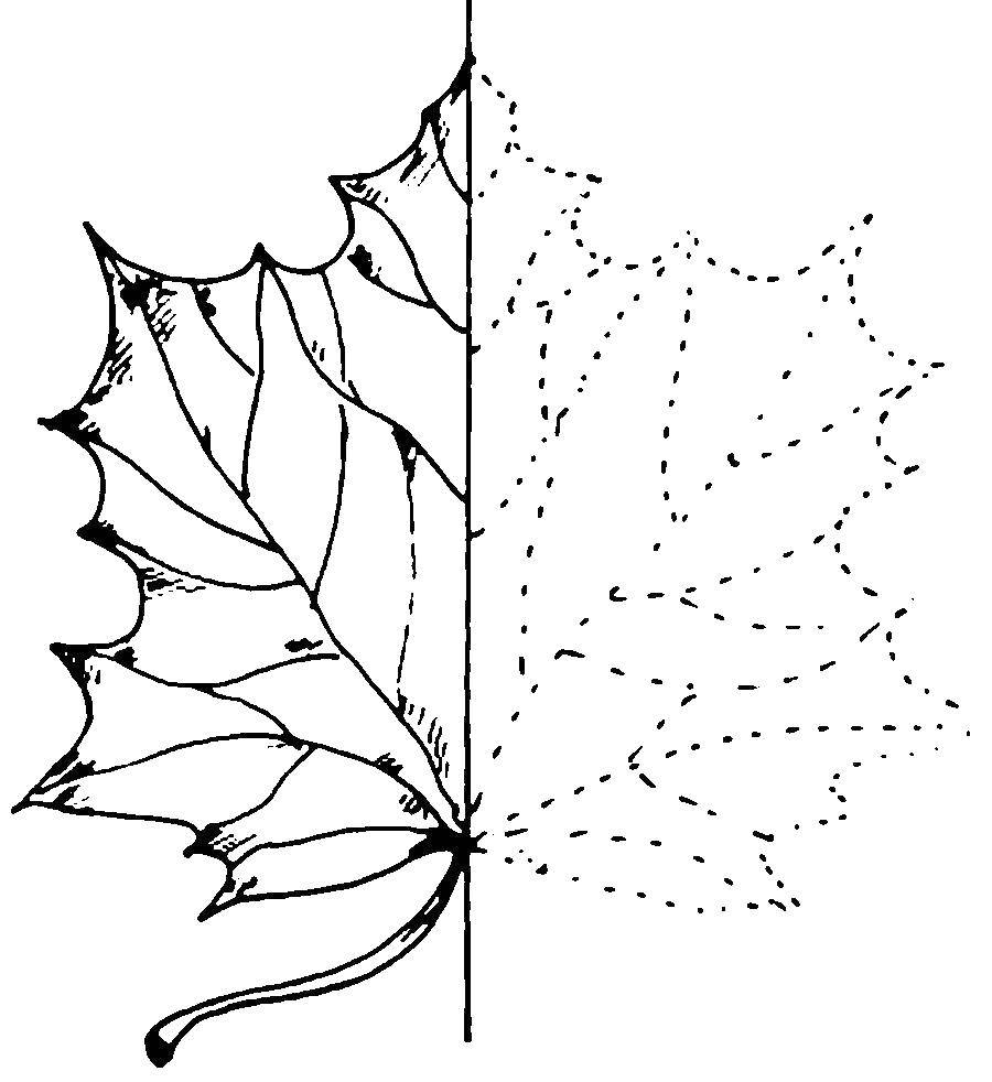 Coloring Doris maple leaf. Category The contours of the leaves. Tags:  Contour, sheet.