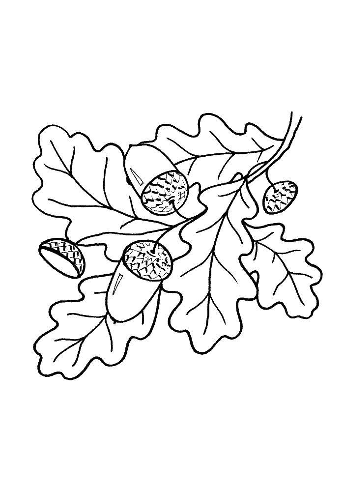 Название: Раскраска Дубовая веточка. Категория: листья. Теги: Листок, дерево, ветка, дуб.