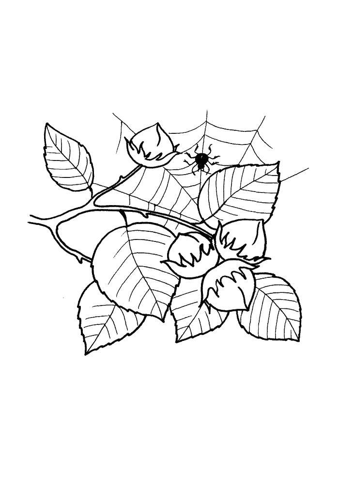 Название: Раскраска Паук обвёл паутиной веточку. Категория: листья. Теги: Листья, дерево.