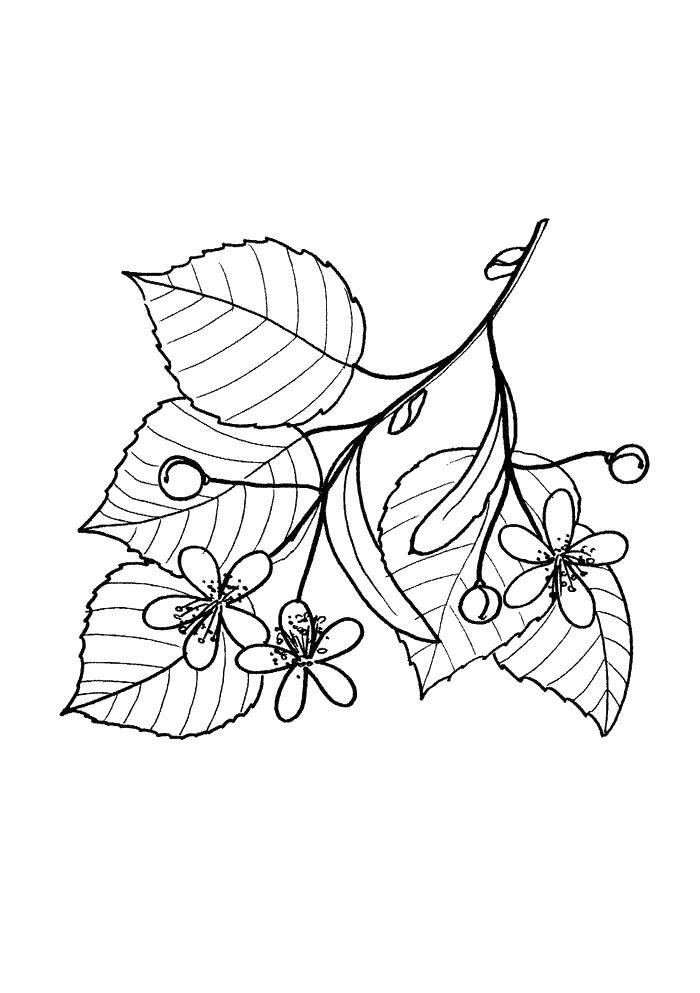 Название: Раскраска Ветка с цветочками. Категория: листья. Теги: Листок, дерево, ветка, ягоды.