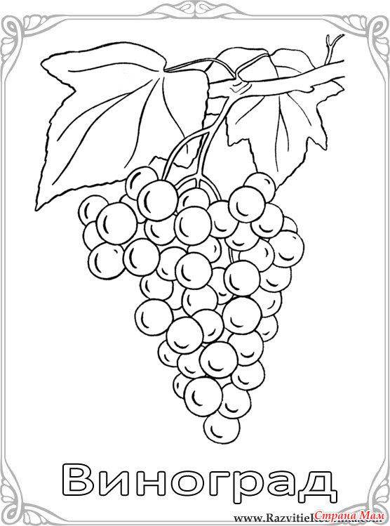 Название: Раскраска Виноград. Категория: ягоды. Теги: виноград.