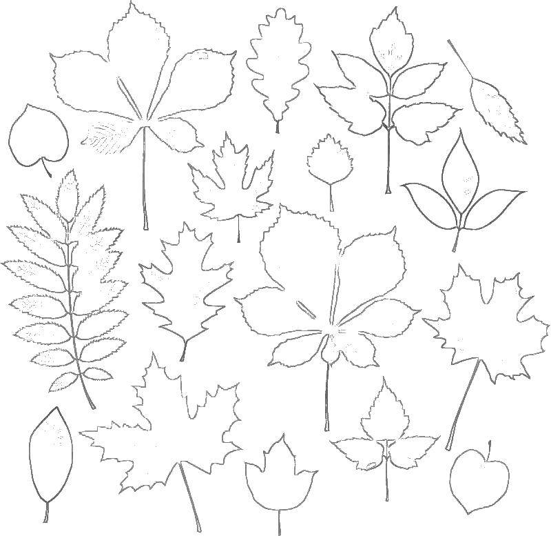 Название: Раскраска Виды листьев. Категория: Контуры листьев. Теги: Контур, лист.