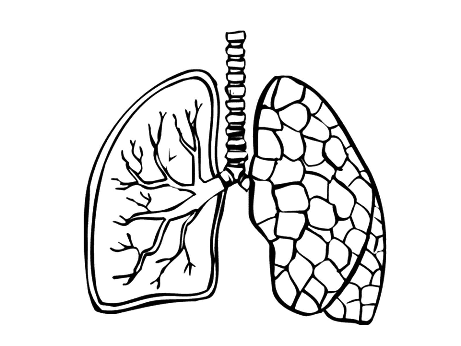 Coloring Light. Category The structure of the body. Tags:  Lungs.
