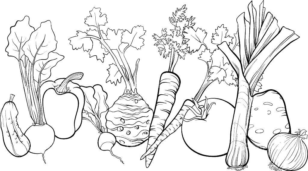 Название: Раскраска Набор овощей. морковь свекла лук редис огурец репа картофель болгарский перец. Категория: овощи. Теги: овощи.
