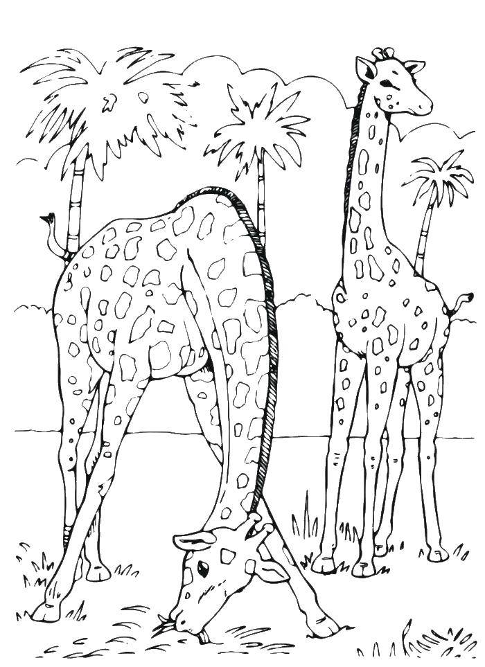 Розмальовки  Жирафи їдять траву. Завантажити розмальовку Жираф.  Роздрукувати ,Тварини,