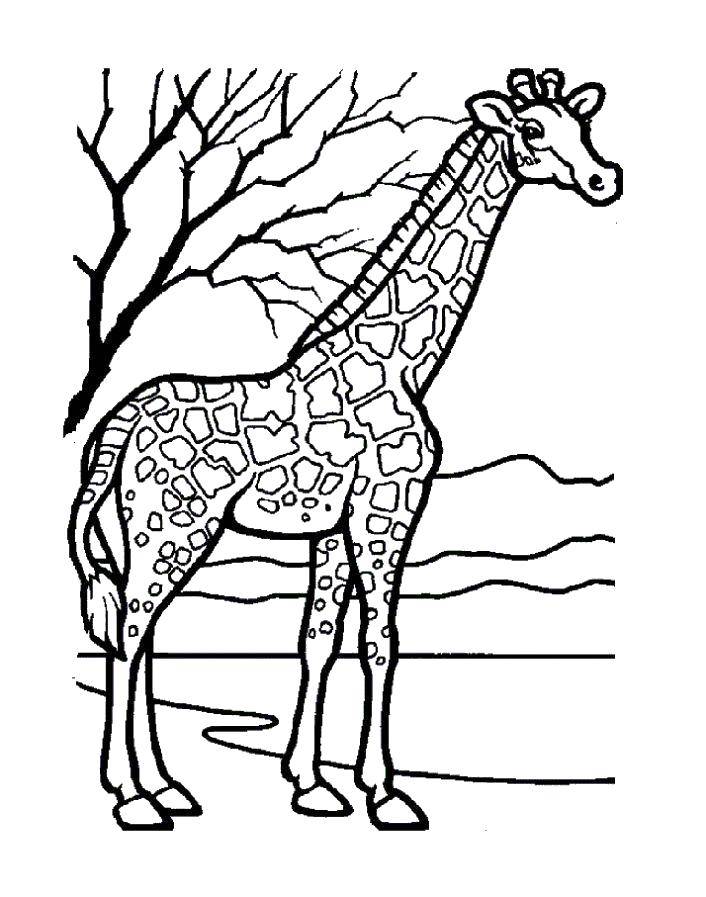 Название: Раскраска Африканский жираф. Категория: дикие животные. Теги: Животные, жираф.