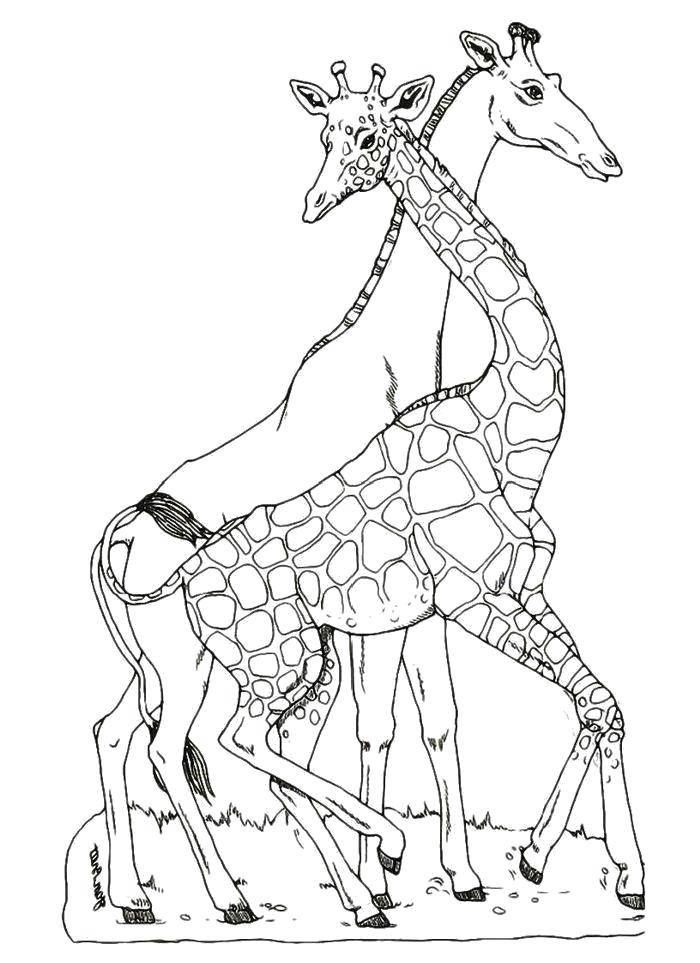 Название: Раскраска Семья жирафов. Категория: дикие животные. Теги: Дикие животные, жираф.