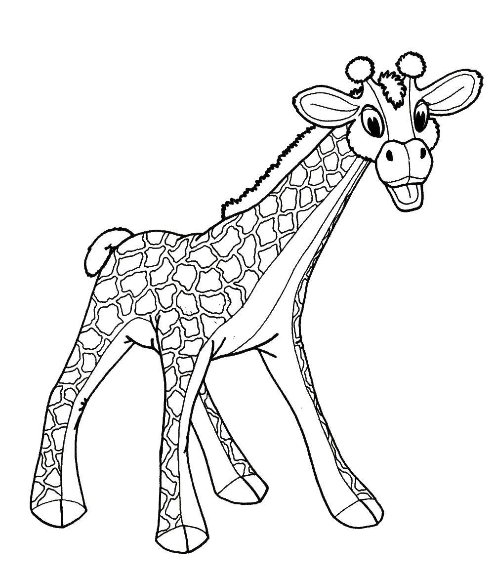 Название: Раскраска Жираф. Категория: детеныши животных. Теги: жираф.
