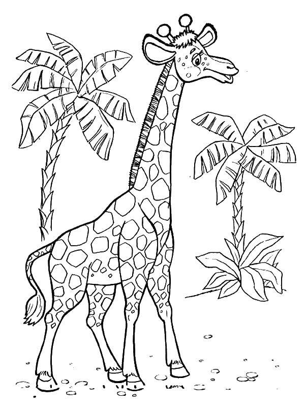 Название: Раскраска Жираф. Категория: Животные. Теги: жираф.