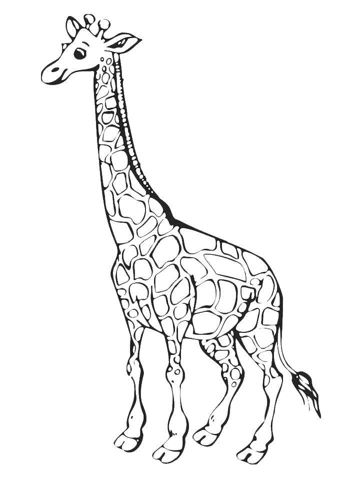 Название: Раскраска Жираф. Категория: Животные. Теги: животные.