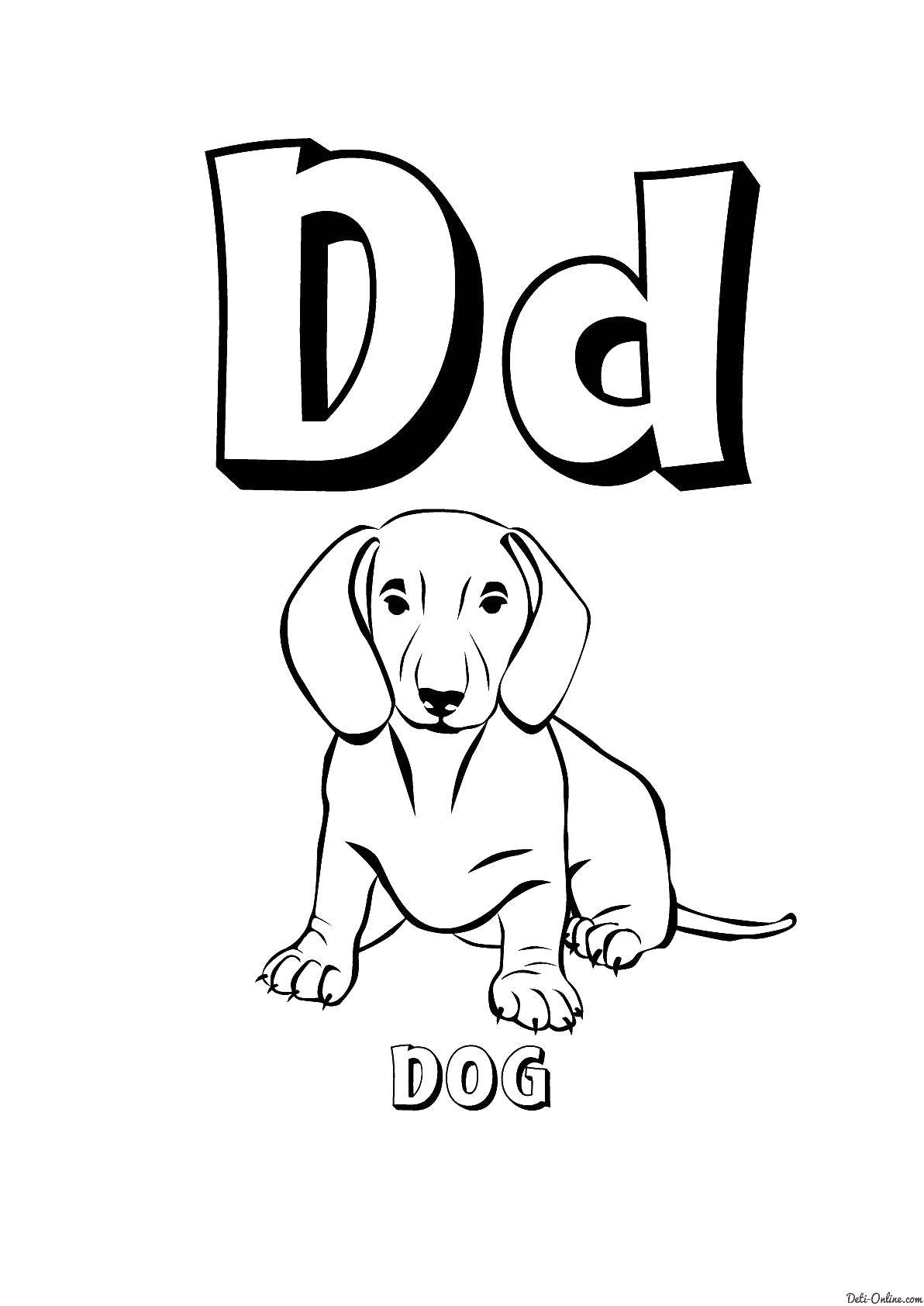 Название: Раскраска Letter d. Категория: Английский. Теги: letter D, dog.