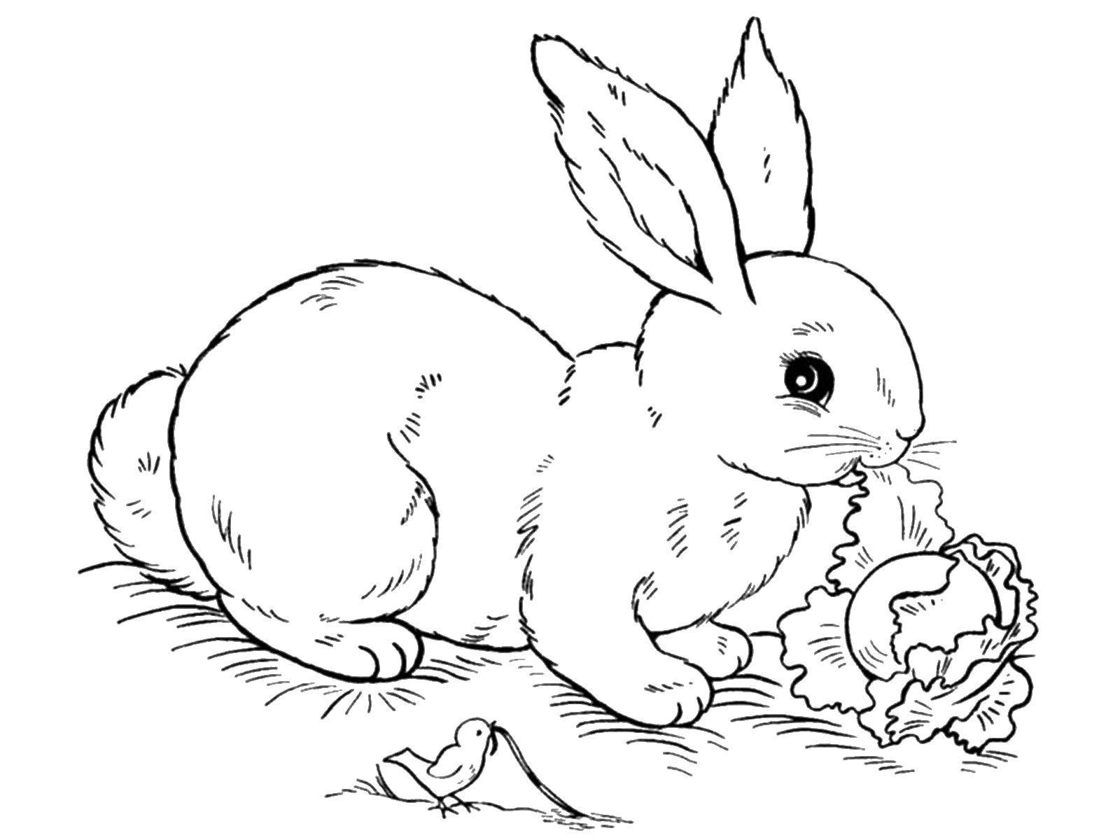 Coloring The rabbit eats the cabbage. Category animals. Tags:  hare.