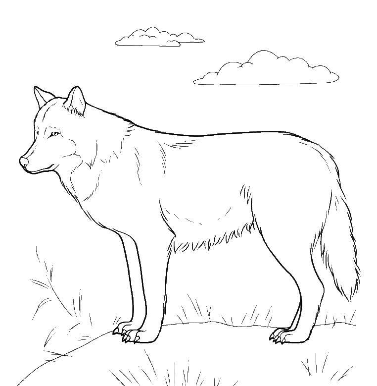 Название: Раскраска Волк. Категория: Животные. Теги: волк.