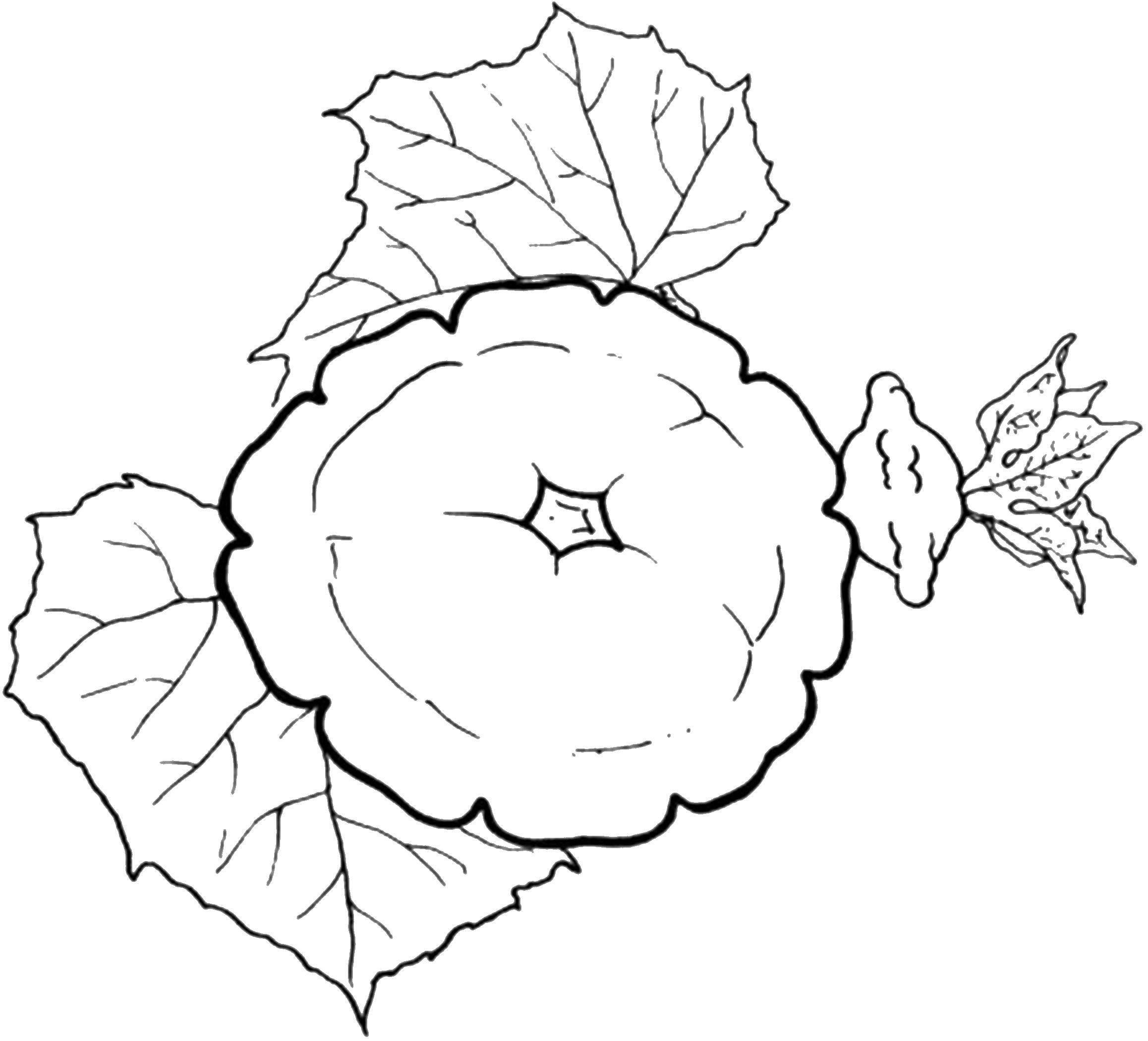 Coloring Patison. Category vegetables. Tags:  patison.