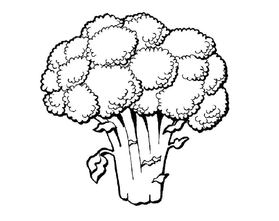 Coloring Broccoli. Category vegetables. Tags:  broccoli.