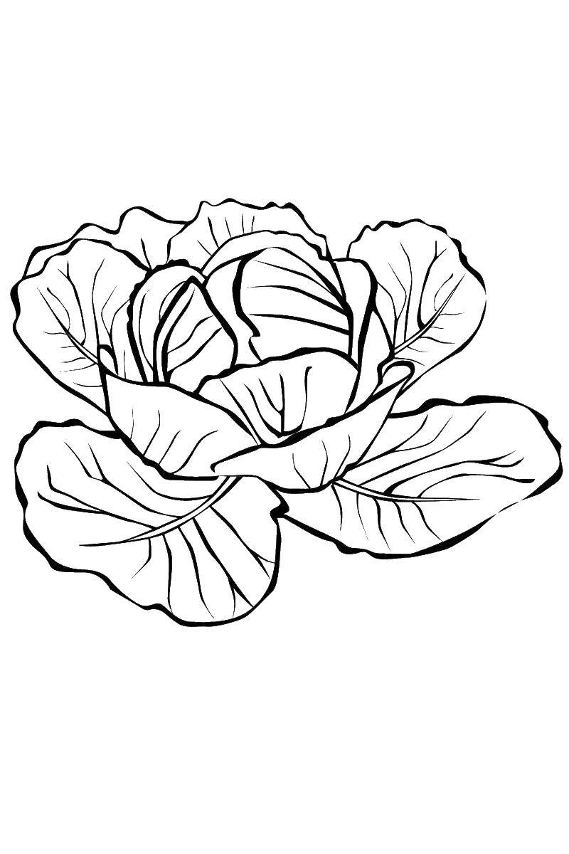 Coloring Cabbage with big leaves. Category vegetables. Tags:  , cabbage, .