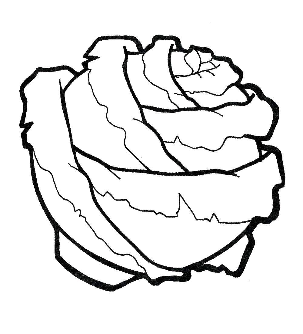 Coloring Cabbage. Category vegetables. Tags:  cabbage.