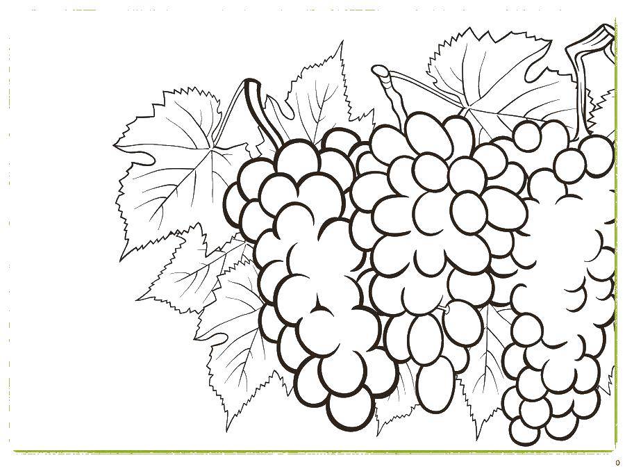 Название: Раскраска Виноград с листьями. Категория: фрукты. Теги: виноград.