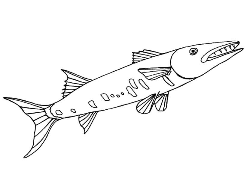 Название: Раскраска Зубастая щука. Категория: рыбы. Теги: Подводный мир, рыба, щука.