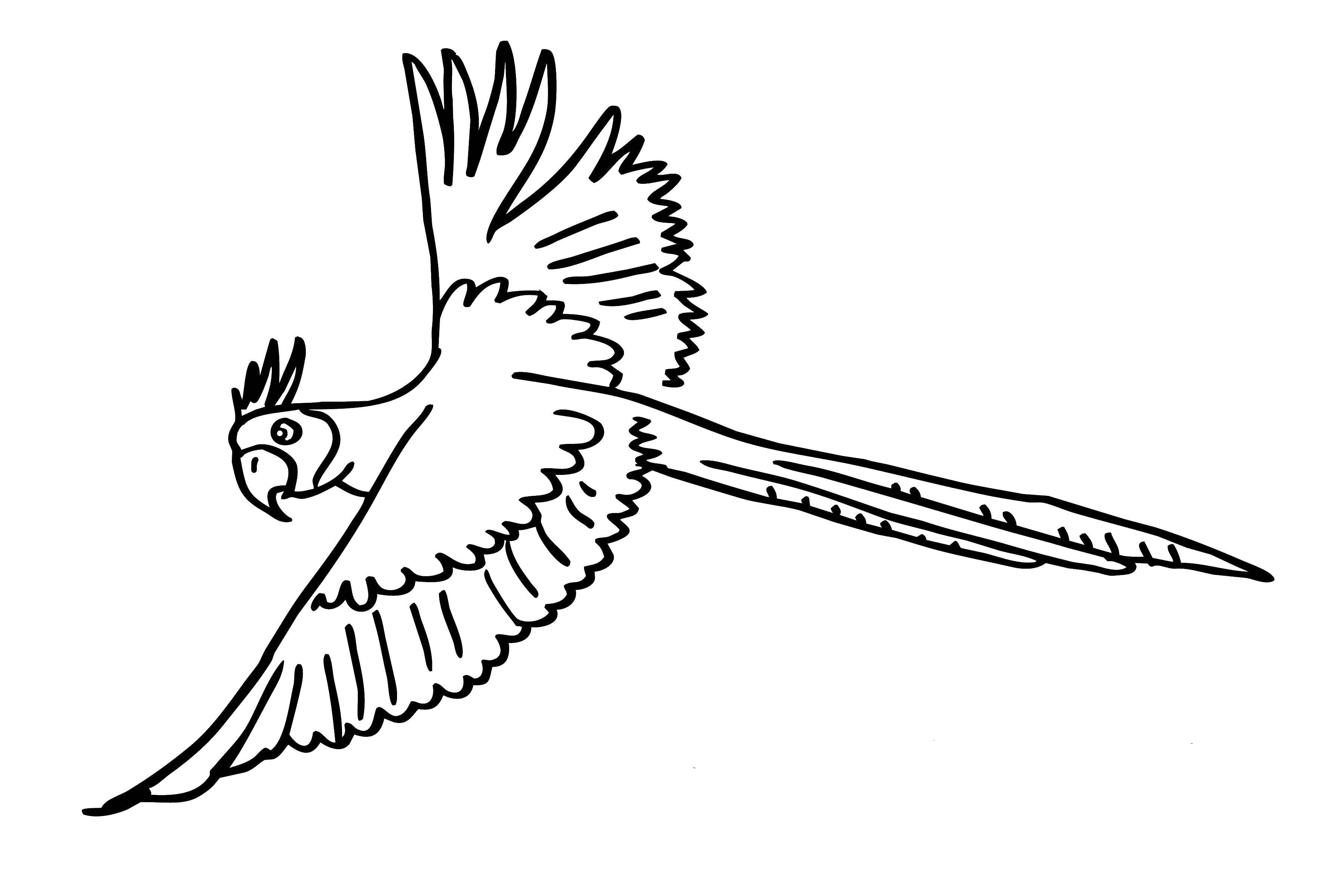 Coloring A bird in flight. Category Animals. Tags:  bird.
