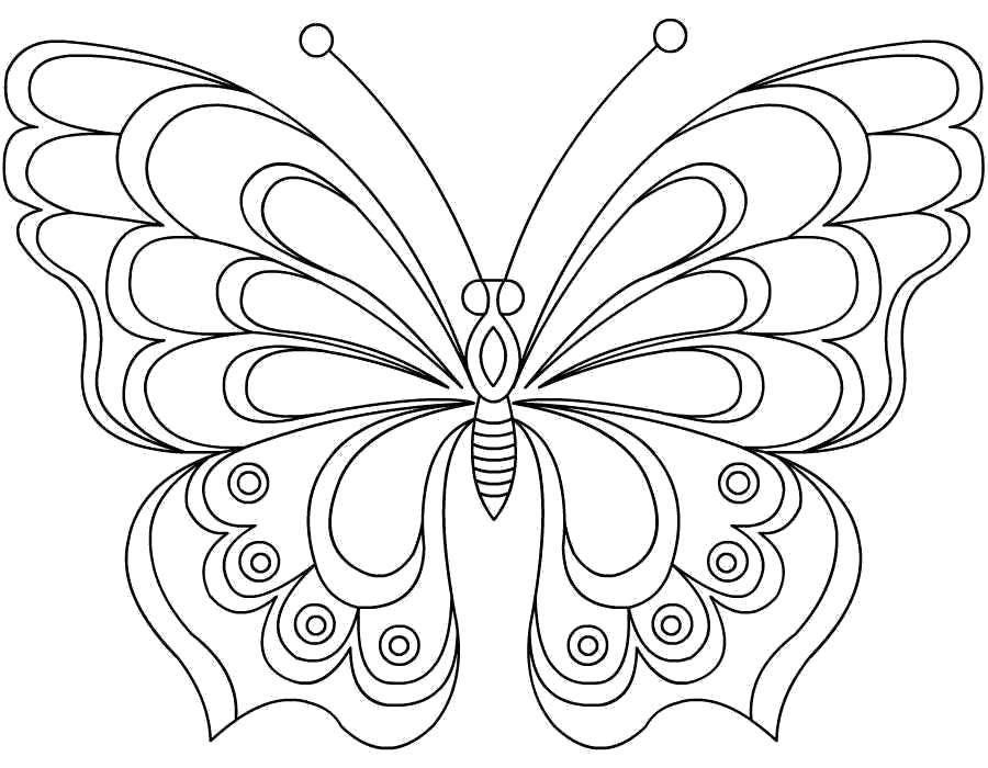 Coloring Butterfly with beautiful wings. Category butterflies. Tags:  Butterfly.