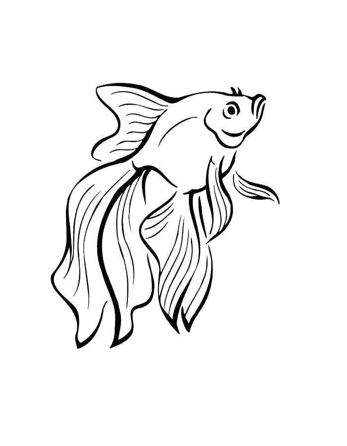 Coloring Goldfish. Category fish. Tags:  Underwater world, Golden fish.
