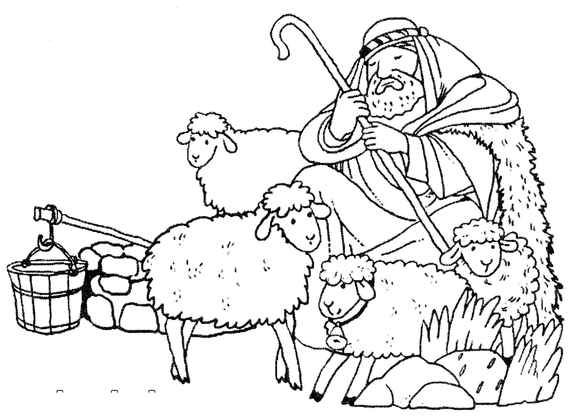 Coloring Pastuch and sheep. Category People. Tags:  Pastuh, sheep.