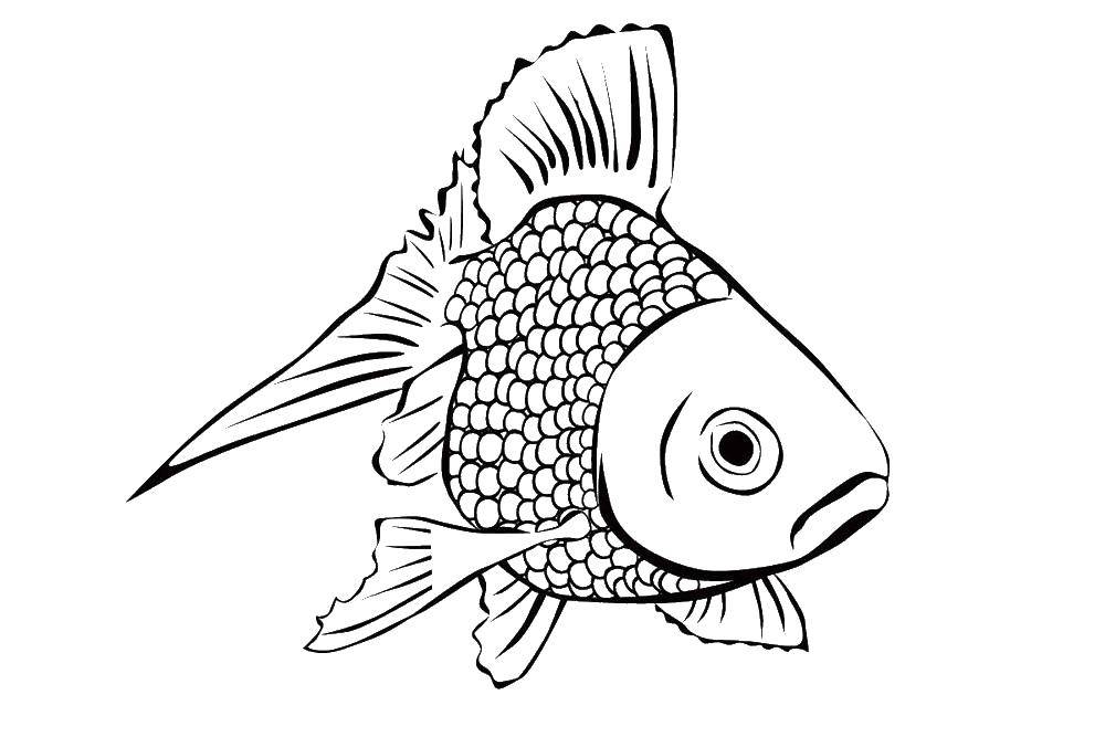 Coloring Fish. Category fish. Tags:  Fish.