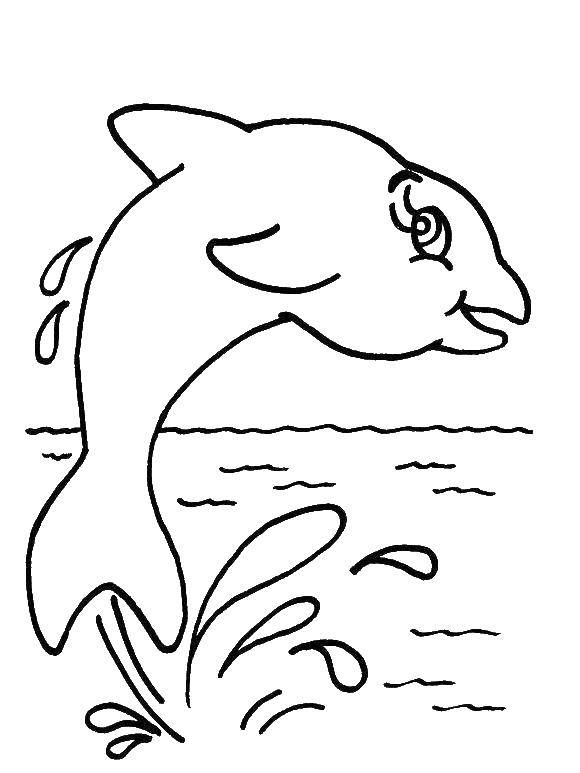 Название: Раскраска Дельфин. Категория: морское. Теги: Дельфин.