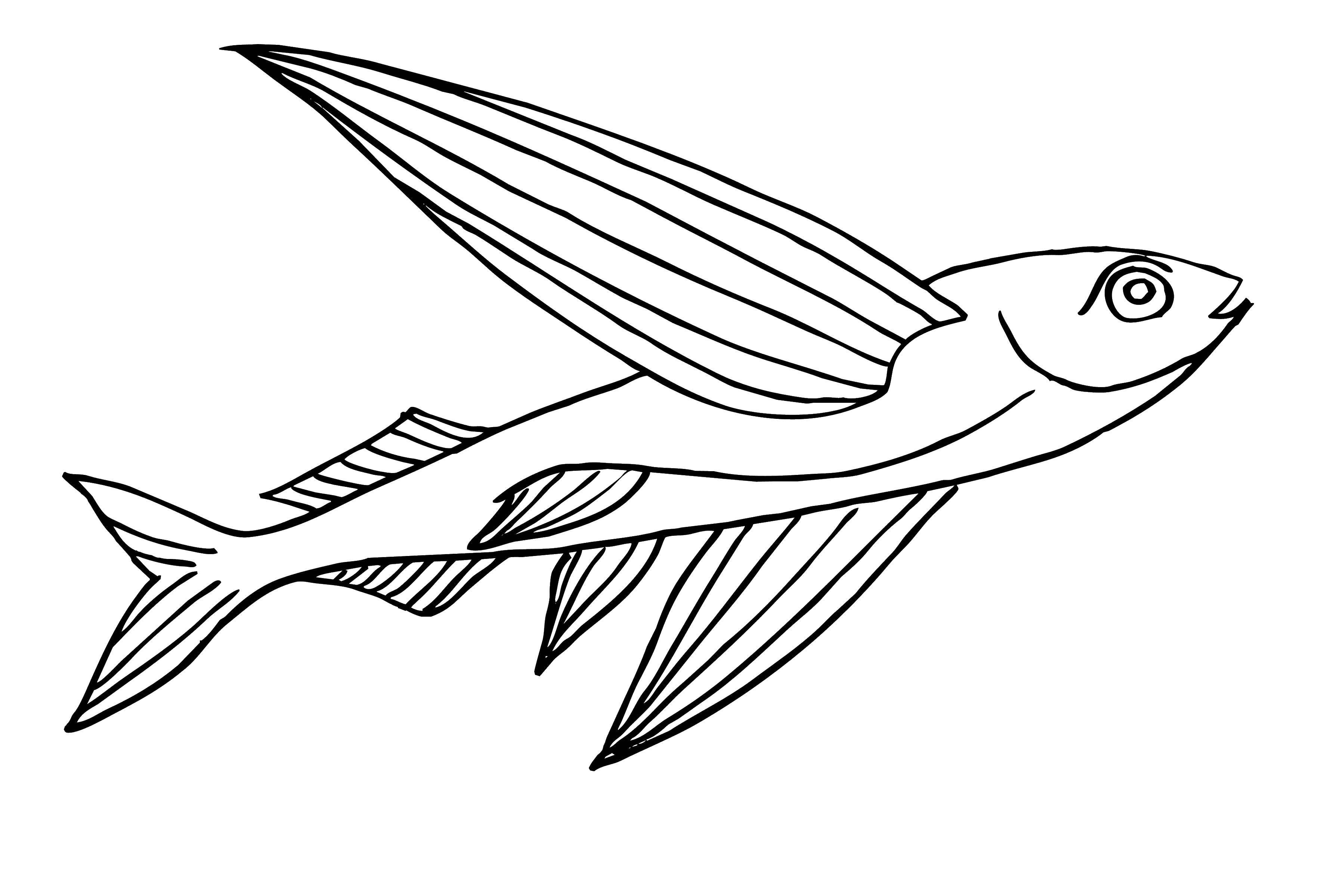 Название: Раскраска Крылатая рыба. Категория: рыбы. Теги: рыба.