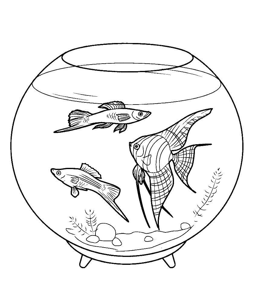 Название: Раскраска Рыбки в аквариуме. Категория: рыбы. Теги: рыба,  авкариум.