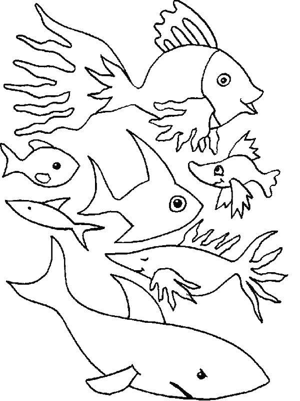 Название: Раскраска Рыбы, морские животные. Категория: рыбы. Теги: рыбы, океан.
