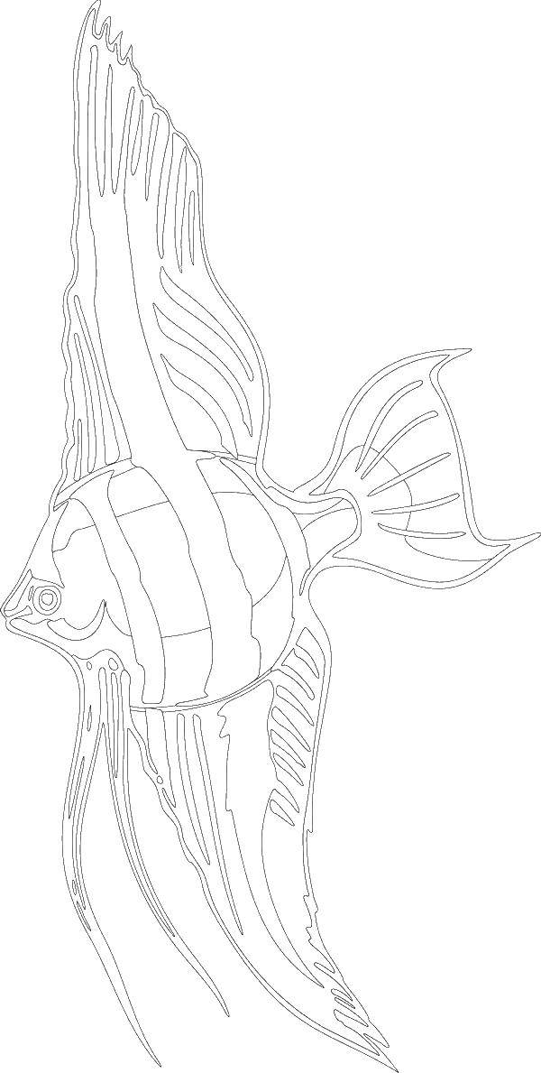 Coloring Fish. Category fish. Tags:  fish.