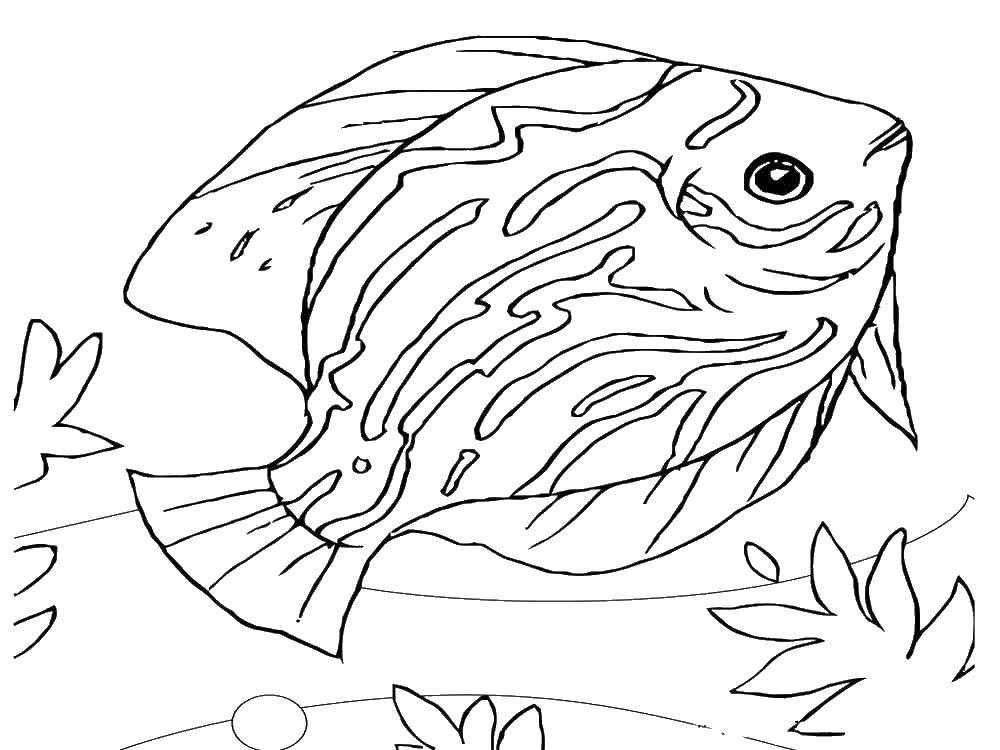 Coloring Fish. Category fish. Tags:  fish.