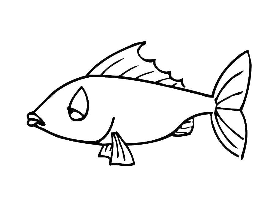 Название: Раскраска Рыбы. Категория: рыбы. Теги: рыбы.